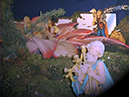 %_tempFileName058%20presepio%202006%20%